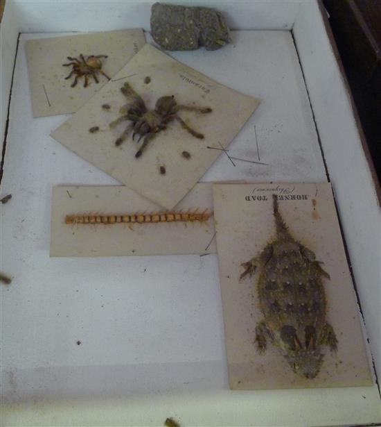 Horned toad specimen and others